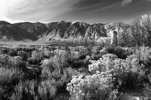 Sage below the Sierras-2460